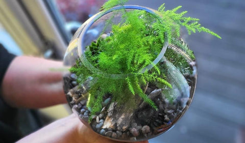 Terrarium Making Workshop (+ wine tasting included)